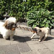Mops Karla