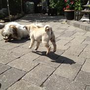 Mops Karla