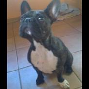 Fransk bulldog Kana