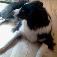 Border collie Bobby