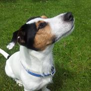 Jack russell terrier Eddie