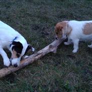 Jack russell terrier Eddie