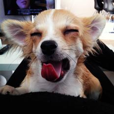 Chihuahua Milo [RIP]