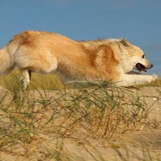 Islandsk fårehund DKRLCH LP2DM13 LP1 LP2 LP3 Lipurta's Viska Lilja