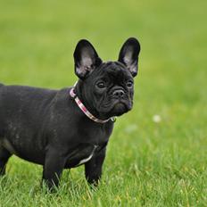 Fransk bulldog Regardez Moi A Big Fight By Molly