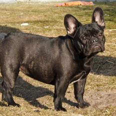 Fransk bulldog Regardez Moi A Big Fight By Molly