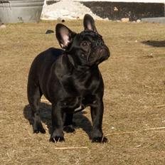 Fransk bulldog Regardez Moi A Big Fight By Molly