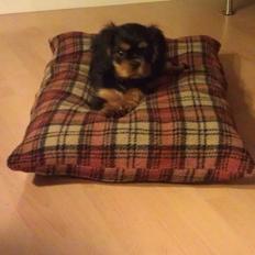 Cavalier king charles spaniel Oskar