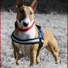 Bullterrier miniature Amy *Himmelhund*