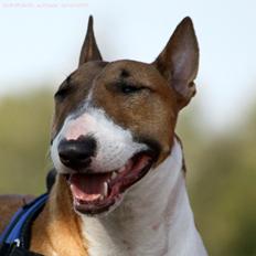 Bullterrier miniature Amy *Himmelhund*