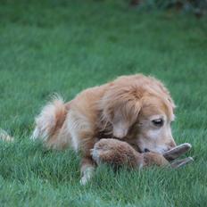 Golden retriever Gismo