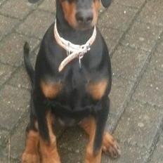 Dobermann sulo