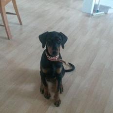 Dobermann sulo