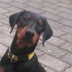 Dobermann sulo