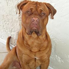 Dogue de bordeaux Max