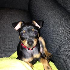 Blanding af racer Audi