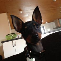 Blanding af racer Audi