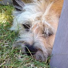 Cairn terrier Muffi
