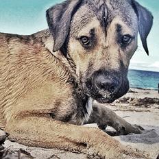 Blanding af racer Teddy