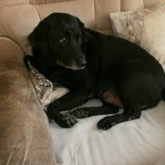 Labrador retriever †.R.I.P June.† 31-01-2014