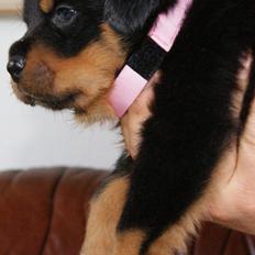 Rottweiler Vom Hause Desteny Katja (Chanel)