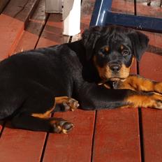 Rottweiler Vom Hause Desteny Katja (Chanel)