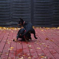 Rottweiler Vom Hause Desteny Katja (Chanel)