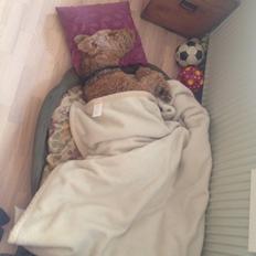 Airedale terrier  Airedale terrier Spiceaway Vindicate (Valley)