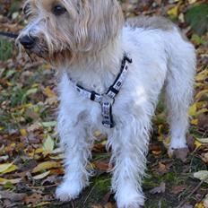 Blanding af racer Pjuske