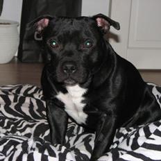 Staffordshire bull terrier Zicki