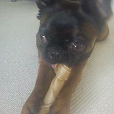 Blanding af racer Gizmo