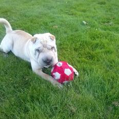 Shar pei Akeeni Toyson