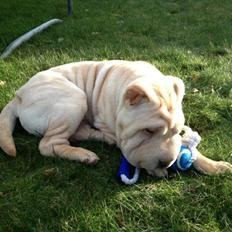 Shar pei Akeeni Toyson