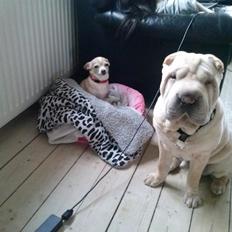 Shar pei Akeeni Toyson