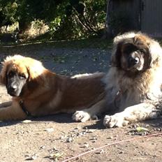Leonberger Budda