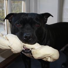 Staffordshire bull terrier Zicki