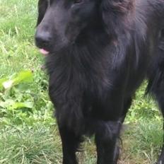 Flat coated retriever Strike
