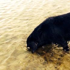 Flat coated retriever Strike