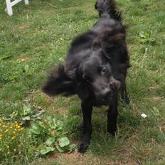 Flat coated retriever Strike