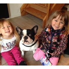 Fransk bulldog Pumba