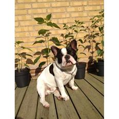 Fransk bulldog Pumba