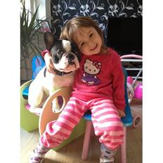 Fransk bulldog Pumba