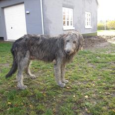 Irsk ulvehund Hera