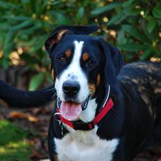 Grosser schweizer sennenhund Dahsegården's Eccie