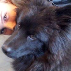 Eurasier Lupo