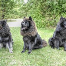Eurasier Lupo