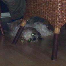 Blanding af racer Rosie