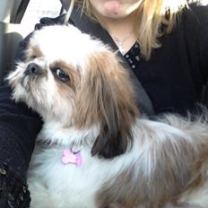 Blanding af racer Rosie