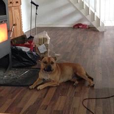 Staffordshire bull terrier nelly