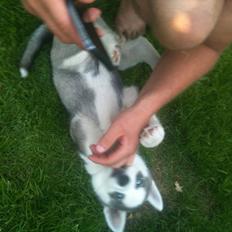 Siberian husky Aslan